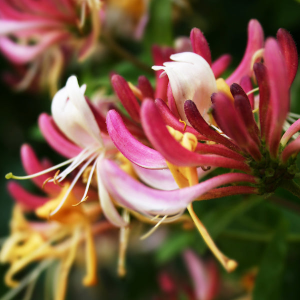 Peaches and Cream Honeysuckle Vine