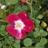 Oso Easy&reg; Cherry Pie Rose