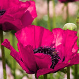 Harlem Oriental Poppy