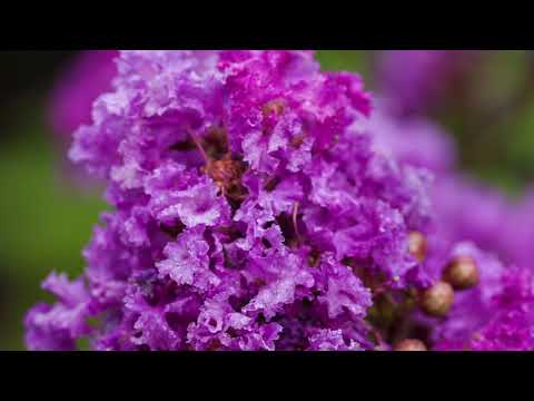 First Editions&reg; Plum Magic Crapemyrtle Shrub