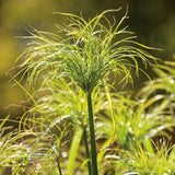 King Tut Cyperus