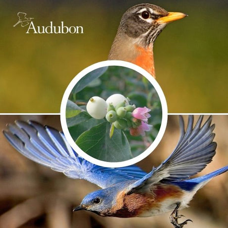 Audubon&reg; Native Snowberry