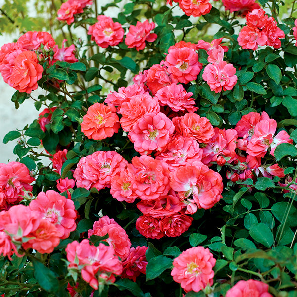 Coral Drift&reg; Groundcover Rose