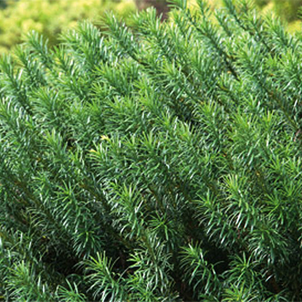 Yewtopia Plum Yew Shrub