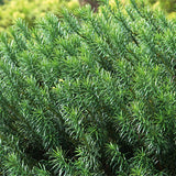 Yewtopia Plum Yew Shrub