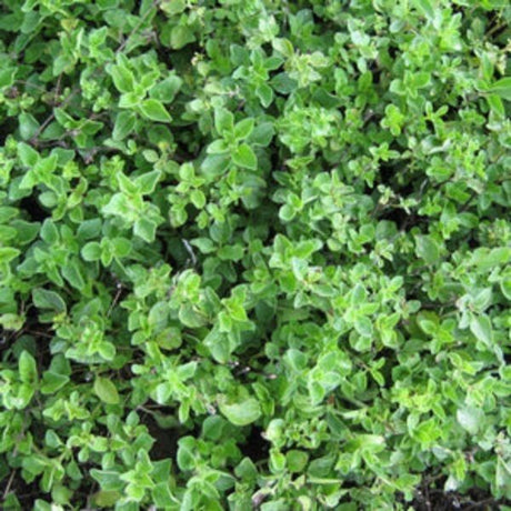 Greek Oregano Plant