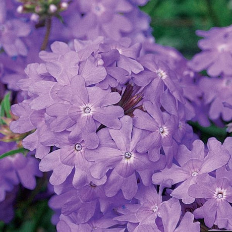 Superbena&reg; Large Lilac Blue Verbena