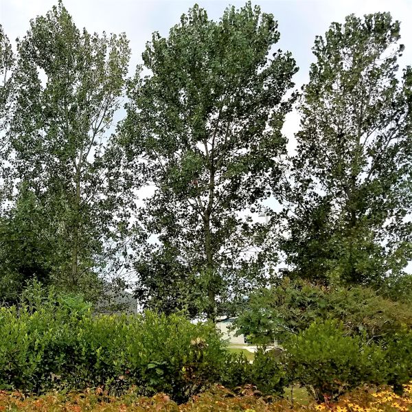 Siouxland Cottonwood