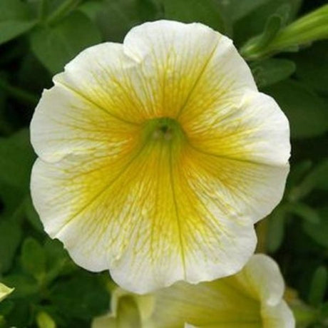 Petunia Supertunia Citrus