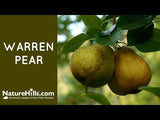 Warren Pear Tree