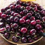 Bing Cherry Tree