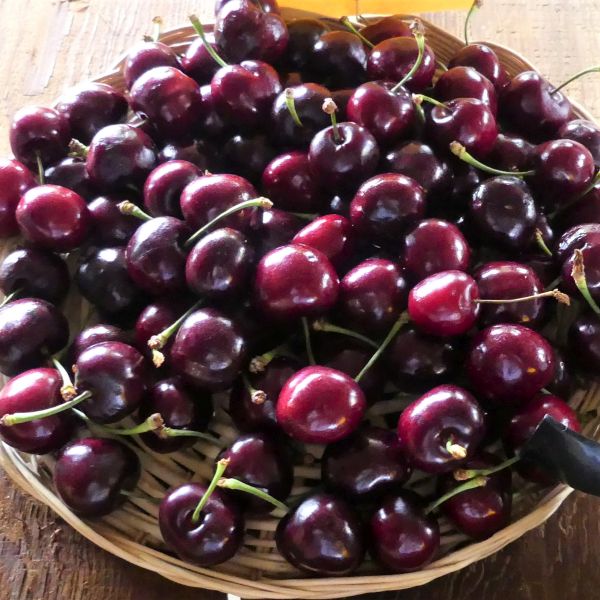 Bing Cherry Tree