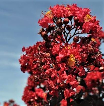 Black Diamond&reg; Best Red&trade; Crape Myrtle Shrub