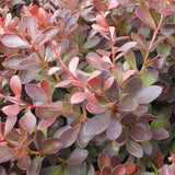 Crimson Pygmy Barberry