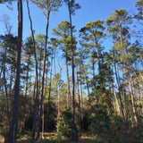 Longleaf Pine