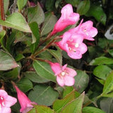 Minuet Weigela