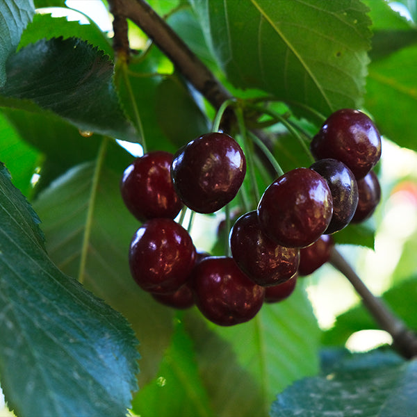 Black Republican Cherry Tree