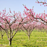 Belle of Georgia Peach Tree