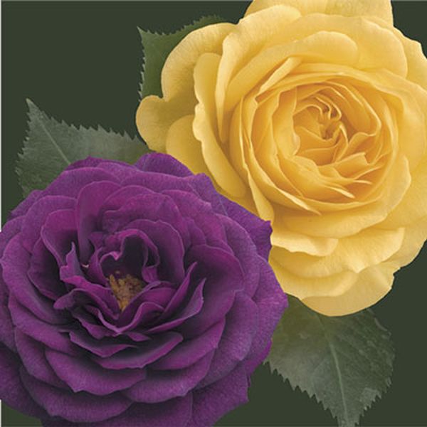 Two-fer&reg; Ebb Tide&trade; & Julia Child&trade; Rose Tree