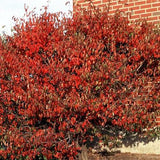 Forest Rouge Blackhaw Viburnum