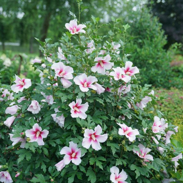 Proven Winners® Paraplu Pink Ink® Rose of Sharon