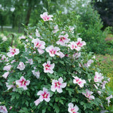 Proven Winners® Paraplu Pink Ink® Rose of Sharon