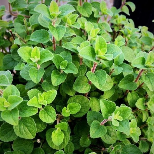 Tall Dark & Traditional Oregano