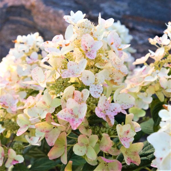 First Editions&reg; Tickled Pink&reg; Panicle  Hydrangea