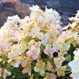 First Editions&reg; Tickled Pink&reg; Panicle  Hydrangea