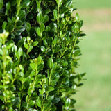 First Editions&reg; Straight & Narrow&reg; Japanese Holly