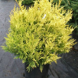 Vintage Gold False Cypress