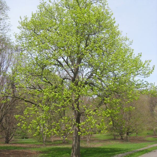 American Linden