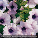 Supertunia&reg; Mini Blue Veined Petunia