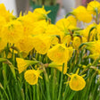 Golden Bells Daffodil