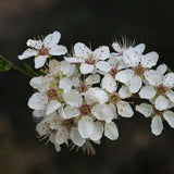 Damson Plum Tree