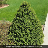 Green Mountain Boxwood