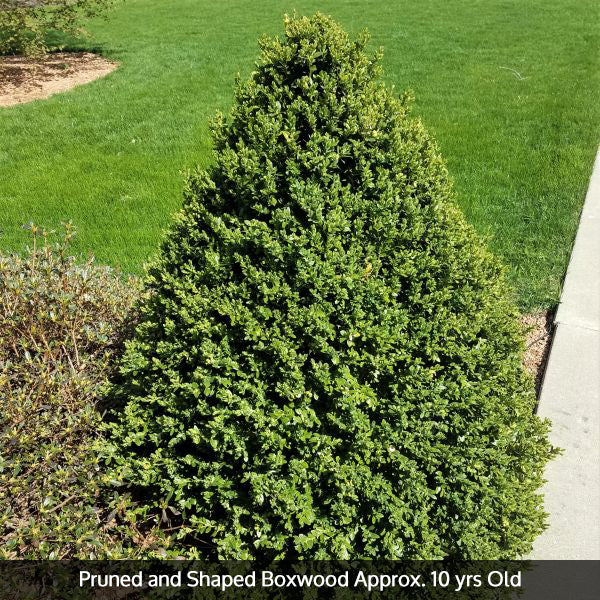 Green Mountain Boxwood