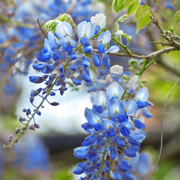 Blue Chinese Wisteria Tree