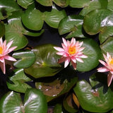 Colorado Water Lily