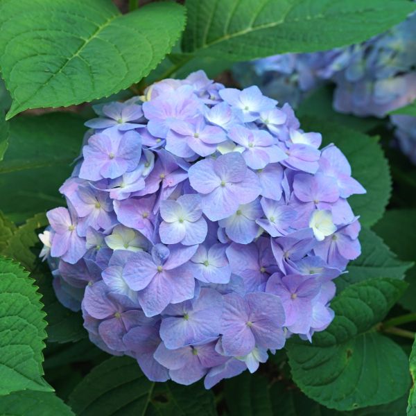 Proven Winners&reg; Let's Dance&reg; Sky View&reg; Mountain Hydrangea