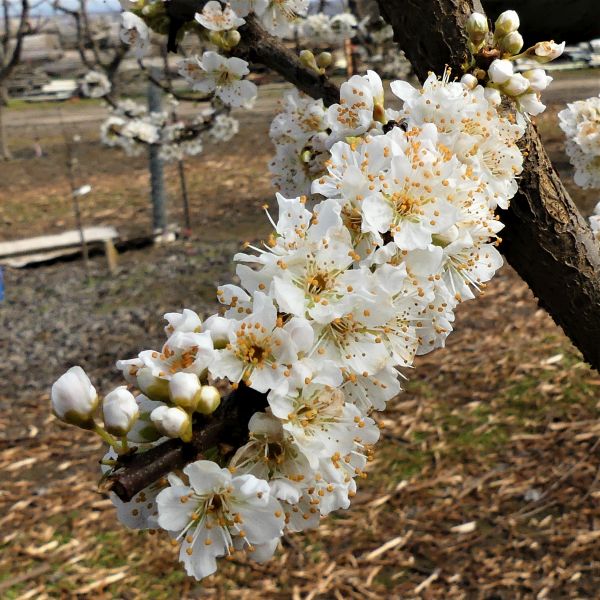 Flavor Grenade Pluot Tree