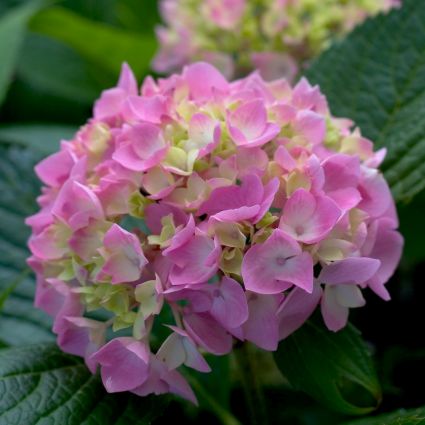 Proven Winners&reg; Color Choice&reg; Let's Dance&reg; Moonlight Hydrangea