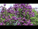 Common Purple Lilac