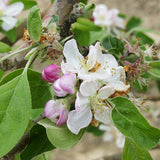 Zestar!&reg; Apple Tree