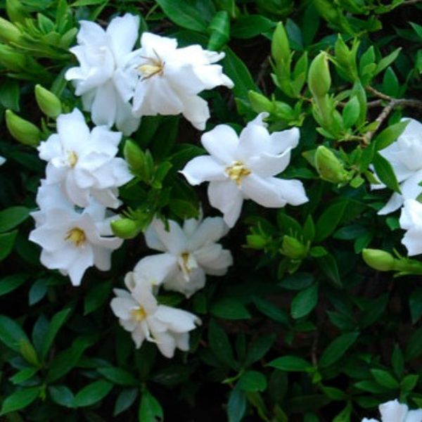 Dwarf Gardenia Radicans