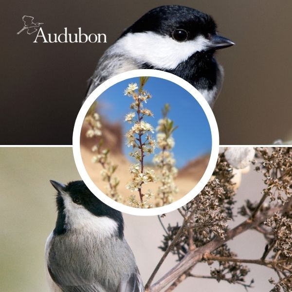 Audubon&reg; Native Great Lakes Sand Cherry