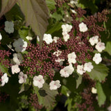 Viburnum Onondaga