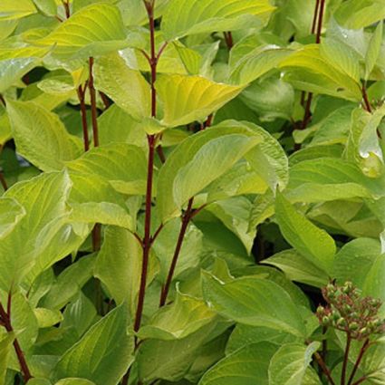 Prairie Fire Dogwood