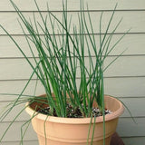 Pink Flowering Chives