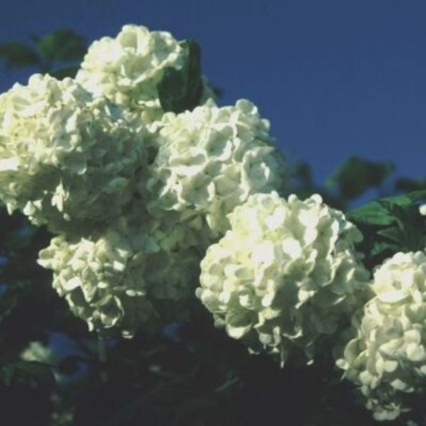 Eastern Snowball Viburnum